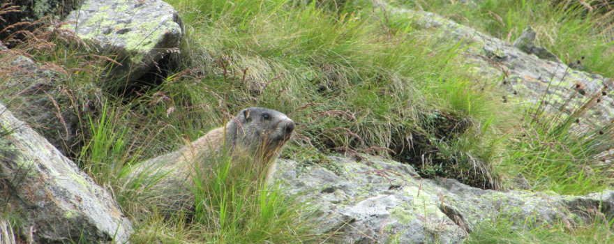 marmot